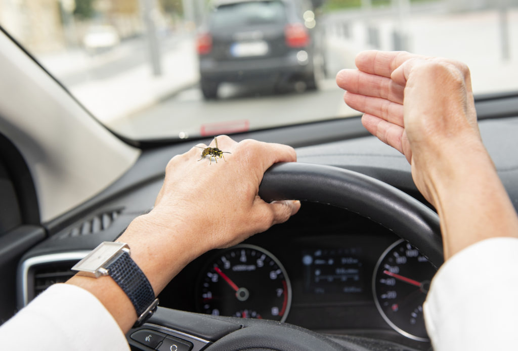 Wespen im Auto Gefahr